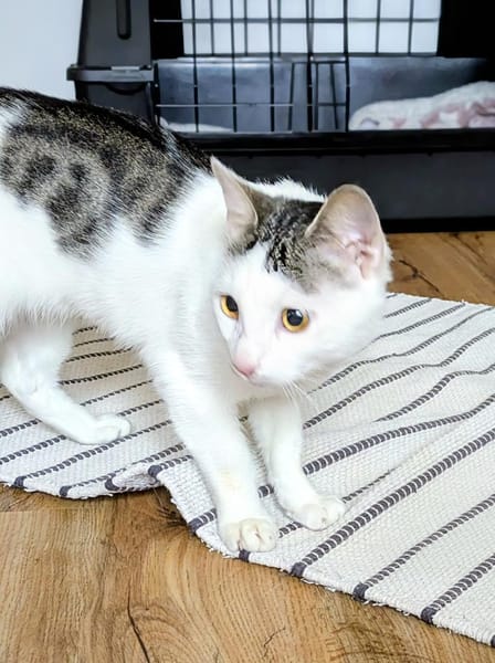 Süsser Kater Ramo 1 Jahr jung