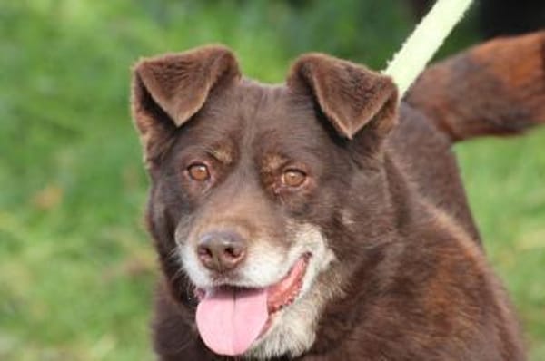 Brownie - sehr verschmust u. kinderlieb