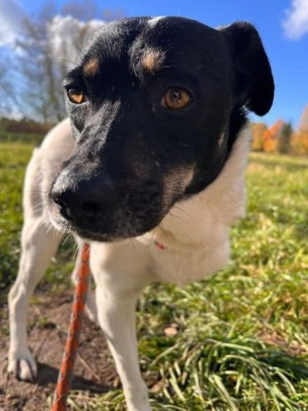 Sanfte pflegeleichte Molly sucht dich!