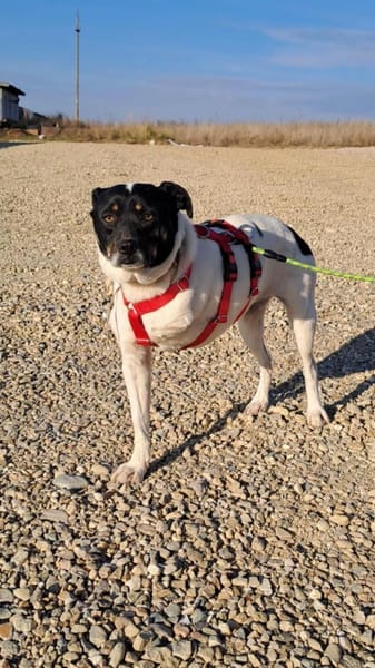 Sanfte pflegeleichte Molly sucht dich!