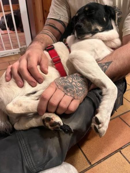 Sanfte pflegeleichte Molly sucht dich!