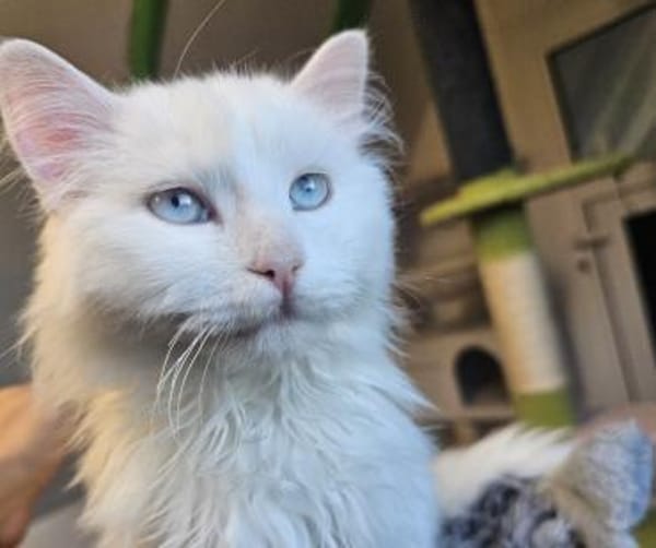 AZZURO - Traumkater sucht seine Familie!