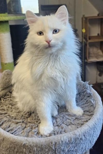 AZZURO - Traumkater sucht seine Familie!