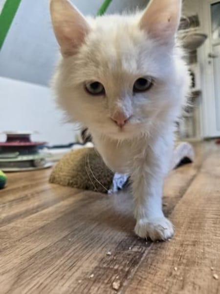 AZZURO - Traumkater sucht seine Familie!