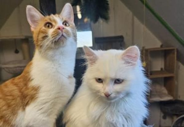 AZZURO - Traumkater sucht seine Familie!