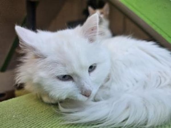 AZZURO - Traumkater sucht seine Familie!