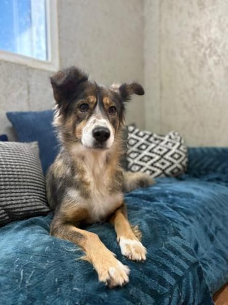 Herzenshündin Amber wartet auf Dich