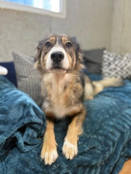 Herzenshündin Amber wartet auf Dich