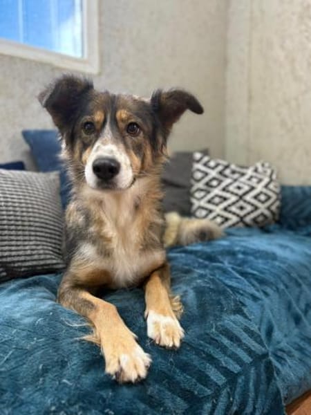 Herzenshündin Amber wartet auf Dich