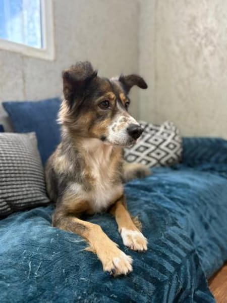 Herzenshündin Amber wartet auf Dich