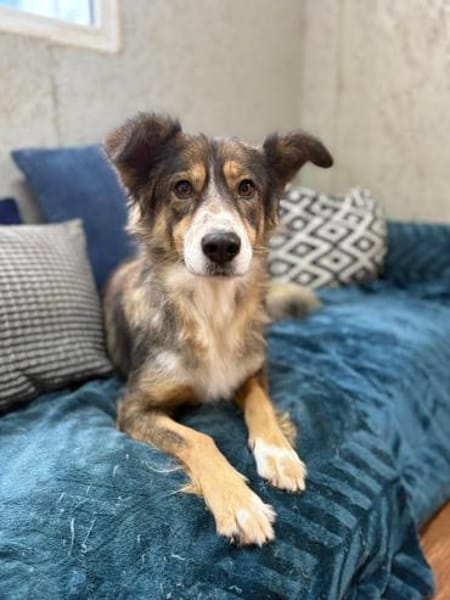 Herzenshündin Amber wartet auf Dich