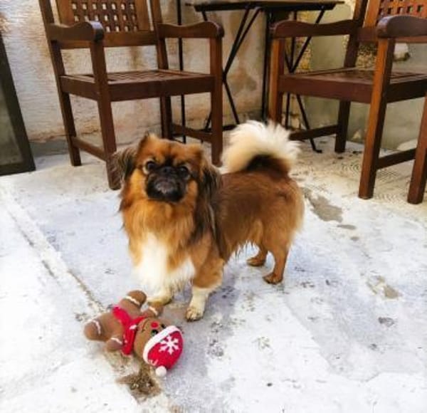 ❤Rocky...kleiner Prinz mit großem Herz