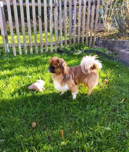 ❤Rocky...kleiner Prinz mit großem Herz