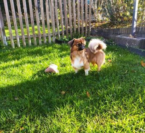 ❤Rocky...kleiner Prinz mit großem Herz