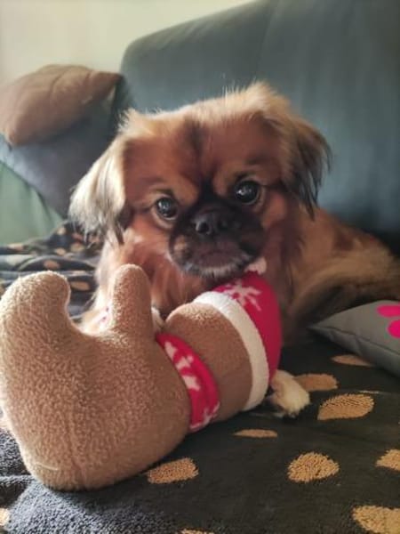 ❤Rocky...kleiner Prinz mit großem Herz