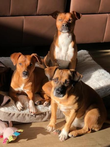 Raya ❤Pflegefamilie 27252 Schwaförden