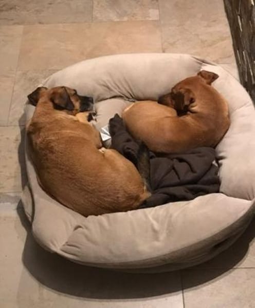 Raya ❤Pflegefamilie 27252 Schwaförden