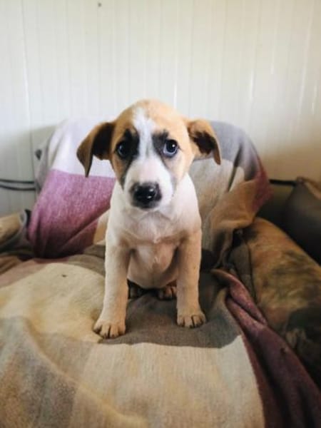 Lolly sucht ein Zuhause