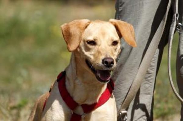 Princess- su. hundeerfahrene Menschen