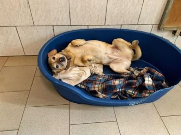 Princess- su. hundeerfahrene Menschen