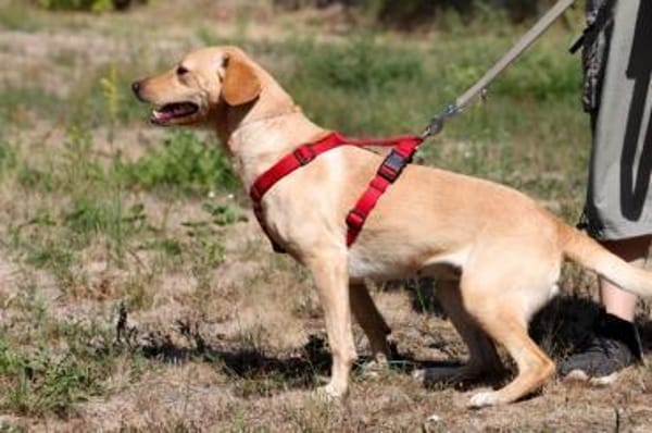 Princess- su. hundeerfahrene Menschen