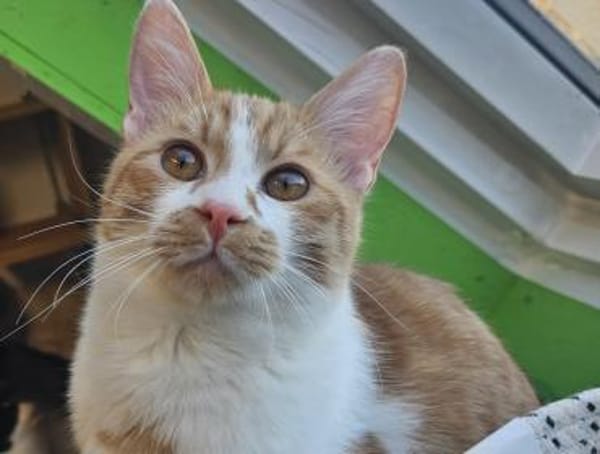 EZRA - Ein Herzchen auf vier Pfoten!