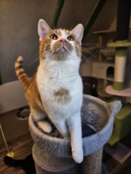 EZRA - Ein Herzchen auf vier Pfoten!