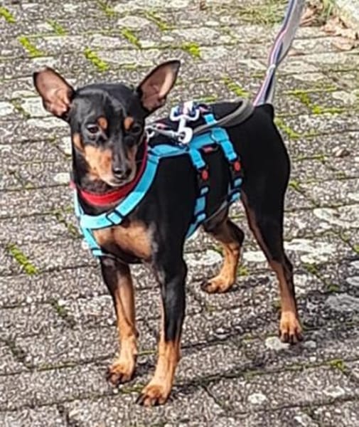 Toby13 sucht ein Zuhause