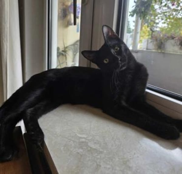 NALA - (jung, verspielt, neugierig)