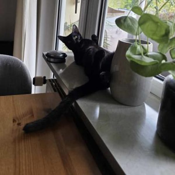 NALA - (jung, verspielt, neugierig)