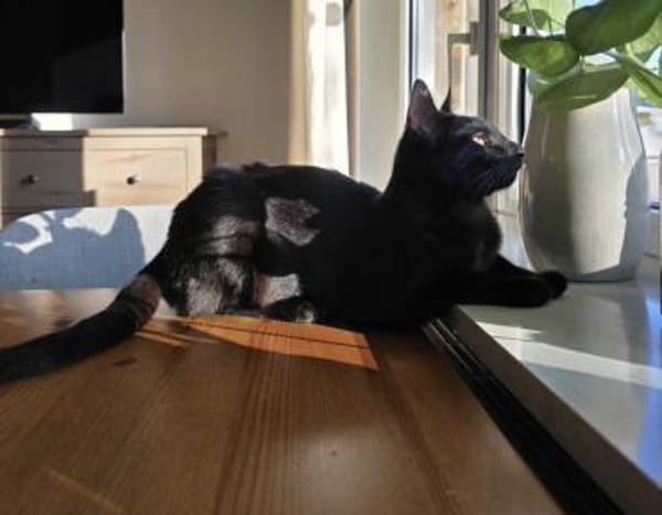 NALA - (jung, verspielt, neugierig)