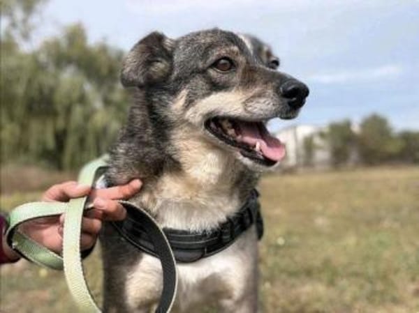 Ciui - ein echter Goldschatz