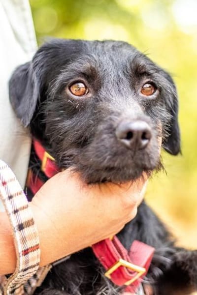 Moncsi, hübsches Sensibelchen, ca. 3 Jah