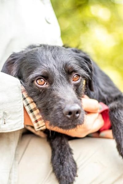 Moncsi, hübsches Sensibelchen, ca. 3 Jah