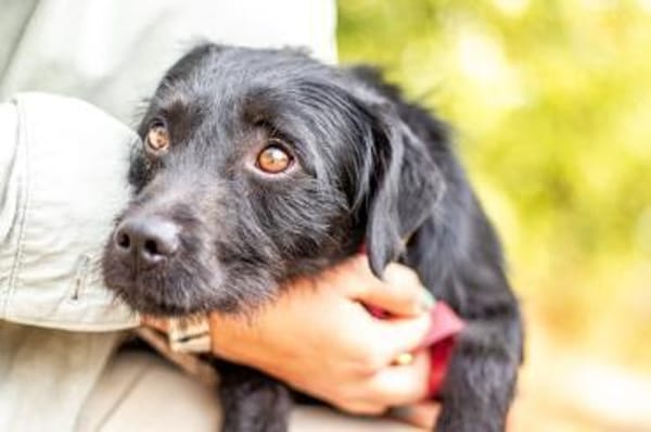 Moncsi, hübsches Sensibelchen, ca. 3 Jah