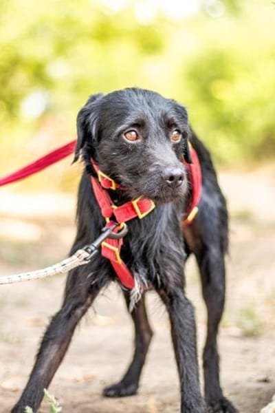 Moncsi, hübsches Sensibelchen, ca. 3 Jah