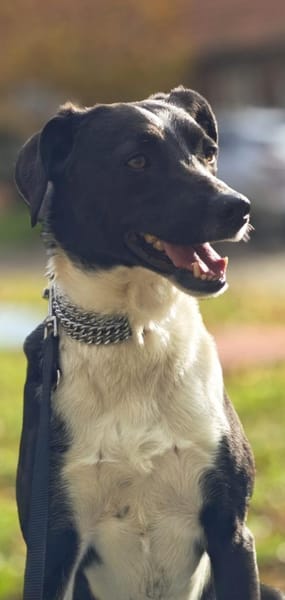 Lars sucht erfahrene Halter