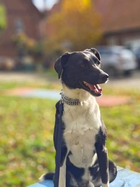 Lars sucht erfahrene Halter