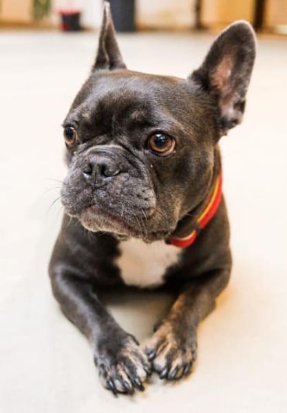 Vino sucht ein zu Hause