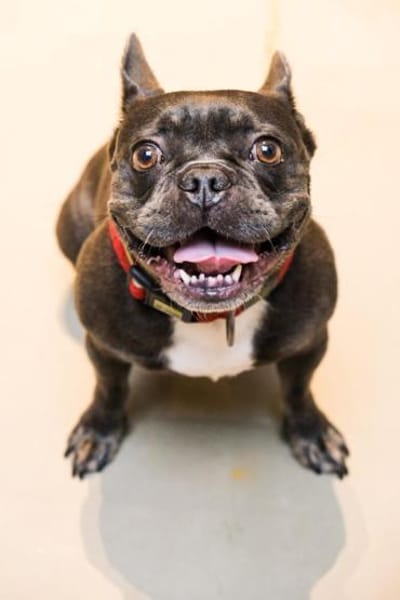 Vino sucht ein zu Hause