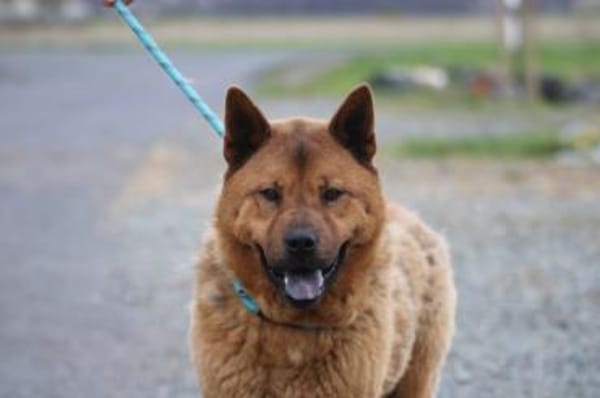 Chevy - sehr freundlich u. verträglich
