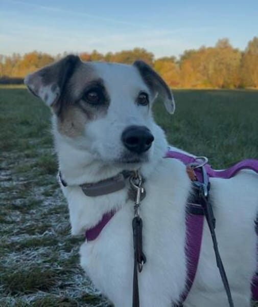 BATIDA * sanfte Seele sucht ihre Familie