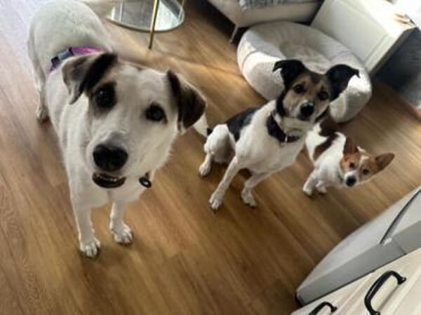 BATIDA * sanfte Seele sucht ihre Familie