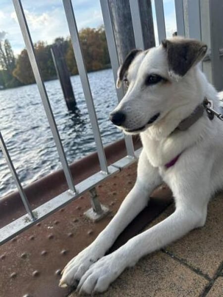 BATIDA * sanfte Seele sucht ihre Familie