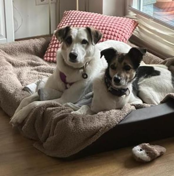 BATIDA * sanfte Seele sucht ihre Familie