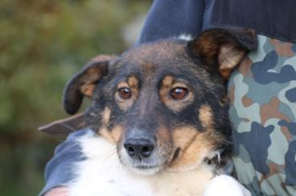 Jojola - zutraulich u. kinderlieb