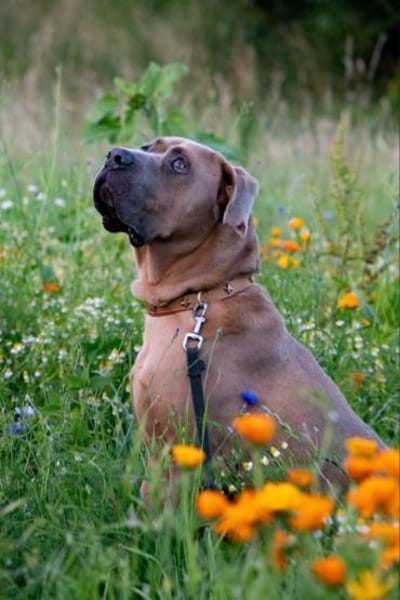 Cliff ein treuer Freund