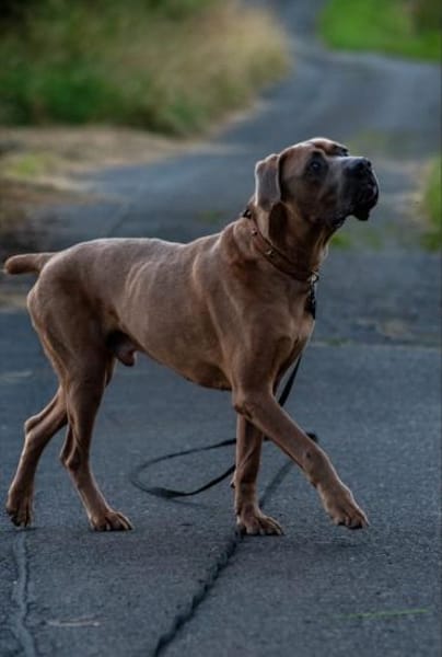 Cliff ein treuer Freund