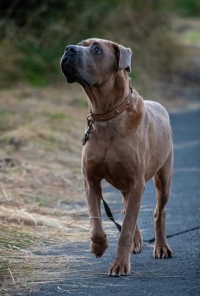 Cliff ein treuer Freund