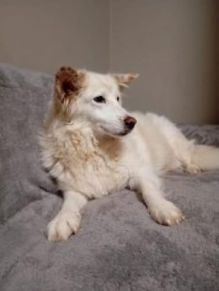 Flocke  55 cm (Pflegestelle)